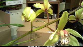 Cymbidium hookerianumOrchid is blossoming time lapse video [upl. by Nerrat]