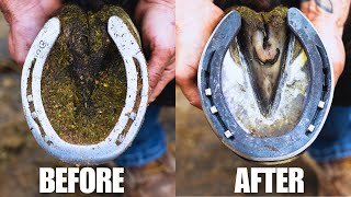 4K Farrier ASMR  Satisfying Horse Hoof Restoration [upl. by Chaddy615]