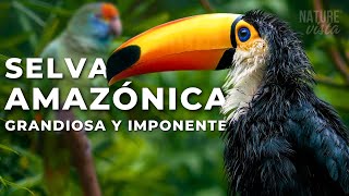 LA GRANDIOSA AMAZONIA  Un Viaje Extraordinario  Documental Completo [upl. by Desi]