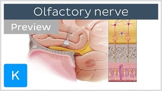 Olfactory nerve location and path preview  Human Anatomy  Kenhub [upl. by Barde]