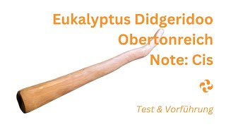 Obertonreich amp Meditativ Dieses Eukalyptus Didgeridoo in der Note Cis ist ein Klangwunder [upl. by Kcirdet]