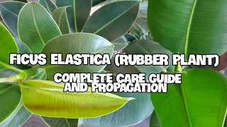 How To Care For Ficus Elastica  Complete Care Guide Propagation and Potting [upl. by Rosemari624]