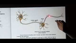 Sistemi NervorAnatomia dhe fiziologjia Ergin SHALA [upl. by Coffee]