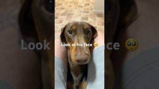 The best dog daschund puppy doglovers games ps3 dog dogshorts puppylife puppyvideos dogs [upl. by Aydni]