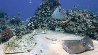 Eagle Ray and Stingrays Myliobatiformes [upl. by Nahtannhoj]