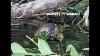 Beavers In Scotland [upl. by Annerol68]