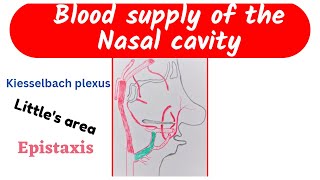 Nasal cavity Part 2  Blood supply of the nasal cavity [upl. by Ecinrev]