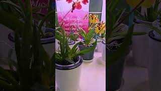 Tolumnia Jairak Firm Butterly in Bloom orchids bloomorchids growlights plants [upl. by Yemac]