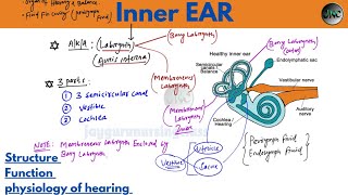 inner ear anatomy physiologyparts of inner earphysiology of hearing nursing norcet rrb [upl. by Annahahs]