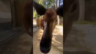 The mysterious Okapi shorts afrika wildlife endangeredspecies [upl. by Taka]