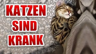 Katzen sind krank [upl. by Ynnavoig]