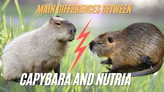 Capybara vs Nutria What’s the Differences Between Capybara vs Nutria [upl. by Boccaj431]