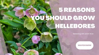 Gardening with Hellebores  5 Reasons You Should Grow Lenten Rose  Brick ’n Blooms [upl. by Isabeau573]