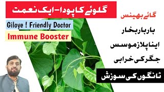 گلو کے گائے بھینس بکری کیلیے فوائد  Giloy For Fever  Inflammation  Mastitis And Liver Disease [upl. by Nolitta]