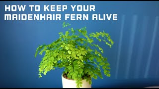 How to Keep Your Maidenhair Fern Alive  Maidenhair Fern Care Guide  Adiantum raddianum Fragrans [upl. by Kampmann255]