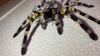 Indian ornamental tarantula Poecilotheria regalis feeding [upl. by Belter]