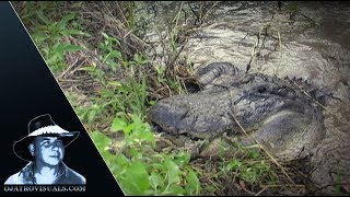 Alligator Eats Python 01 Footage [upl. by Niemad]