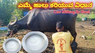 ಎಮ್ಮೆ ಹಾಲು ಕರಿಯುವ ವಿಧಾನ milking buffalo in villagebuffalo milking by hand in villageMilking [upl. by Leahciam]