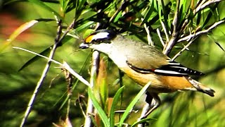 Striated Pardalote  pair making nest [upl. by Aryamo]