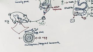 Taenia solium Lifecycle  Tapeworm  Taeniasis  Cysticercosis  English [upl. by Ciccia354]