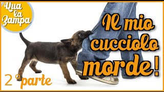 COME INSEGNARE AL CUCCIOLO A NON MORDERE 🐶 2° parte  Qua la Zampa CANE CANI [upl. by Halivah483]