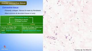 Histology of Areolar Connective tissue  Shotgun Histology [upl. by Longwood]