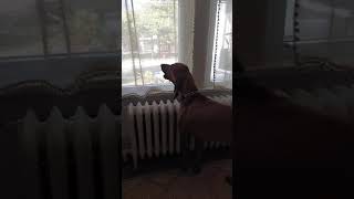 Zeus the Redbone Coonhound baying [upl. by Steward274]