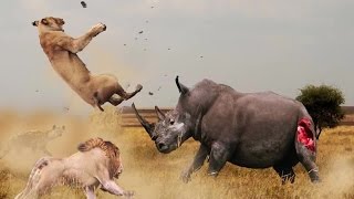 Top 10 Peleas de Animales Extremas Captado por la Cámara [upl. by Utas]