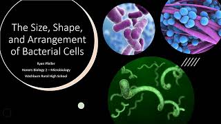 The Size Shape and Arrangement of Bacterial Cells [upl. by Nader490]