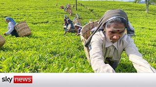 Sri Lankas tea industry in crisis [upl. by Enyalahs]