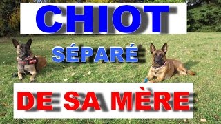 CHIOT SÉPARÉ DE SA MÈRE A 2 SEMAINES [upl. by Anirok506]