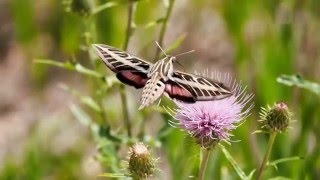 Labeille et le papillon [upl. by Aseneg]