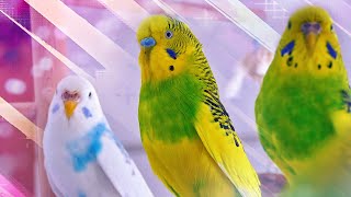 3 Hour Sounds of Budgies for Lonely Birds [upl. by Schear]