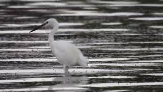 Little Egret Garzetta Egretta garzetta [upl. by Reggie]