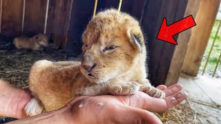 Two lion cubs were adopted by a dog who treated them like MOTHERS but when they grew up [upl. by Sula]