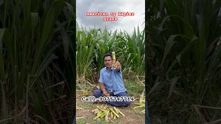 American 5g Napier grass sticks all India home delivery 🚚5G Napier grass 5ggrass अमेरिकन5gseeds [upl. by Jorry611]