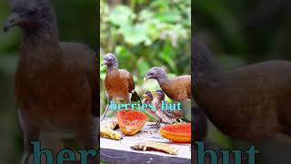 Grayheaded Chachalaca 🐦🤎 Discover the Unique Calls of this Tropical Bird shotrsbirds wildlife [upl. by Sloane]