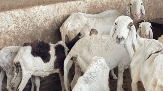 Élevage de mouton Un secteur très rentable au Mali  Reportage [upl. by Gower]