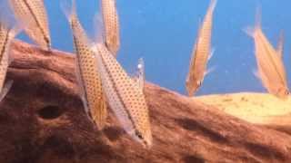 Chilodus punctatus wild bij Aquarium Speciaalzaak Utaka [upl. by Yate]