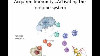 Acquired Immunity Activating the Immune System [upl. by Willock]