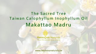 Makattao Madru  Extract from Taiwan Calophyllum Inophyllum Seeds [upl. by Nylyrehc642]