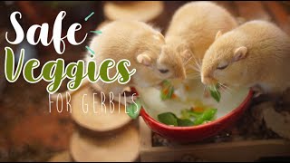 Safe VEGGIES for Gerbils [upl. by Hannan]