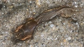 땅강아지 Gryllotalpa Orientalis So Many Mole Crickets [upl. by Annoyt18]