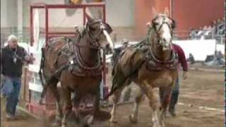 Pennsylvania Farm Show Horsepulling competition [upl. by Vitia]