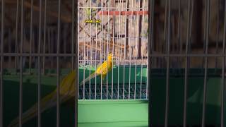 Canary bird foryou fyp canary kenari canario shorts youtubeshorts viral explore [upl. by James]