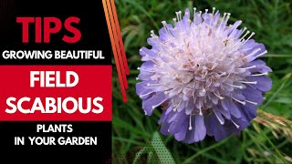 Tips for Growing Beautiful Field Scabious Knautia arvensis Plants in Your Garden [upl. by Aletse]