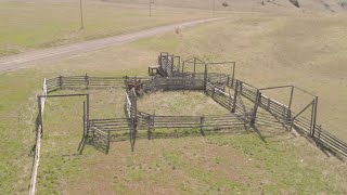 Beef Cattle Handling Facility [upl. by Nygem]