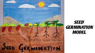 Seed Germination  Kids School Project  Activity [upl. by Rubens]