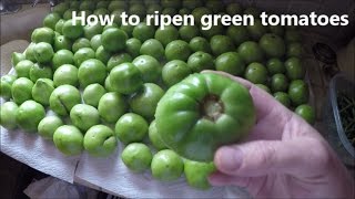 How to ripen green tomatoes off the plant [upl. by Hacceber]