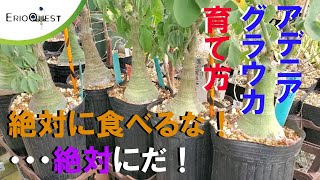 【解説】アデニア グラウカの育て方 Adenia glauca [upl. by Roath]